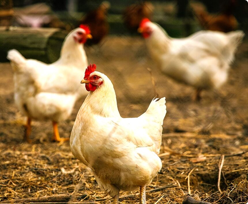 Living conditions of chickens